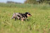 BERGER AUSTRALIEN PUPPIES 171